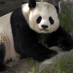 Meet your Posher, Brie